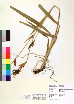 primary herbarium image