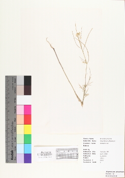 primary herbarium image