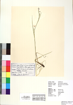 primary herbarium image