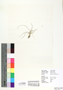 primary herbarium image