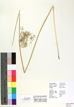 primary herbarium image