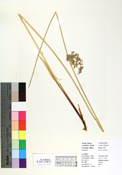 primary herbarium image