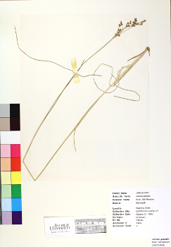 primary herbarium image