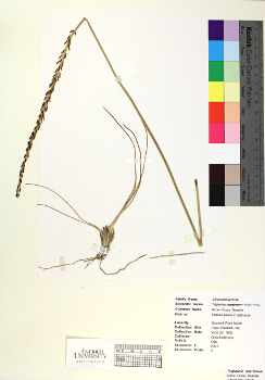 primary herbarium image
