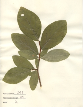primary herbarium image