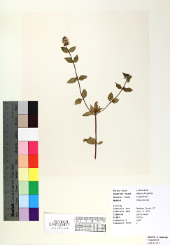primary herbarium image