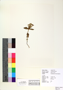 primary herbarium image