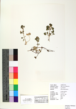 primary herbarium image
