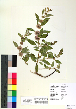 primary herbarium image