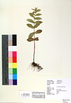 primary herbarium image