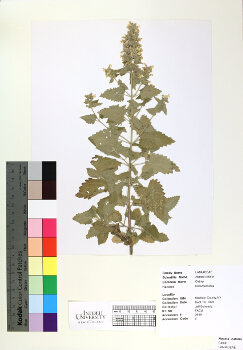 primary herbarium image