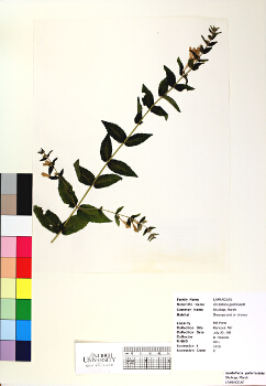 primary herbarium image