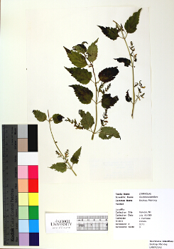 primary herbarium image