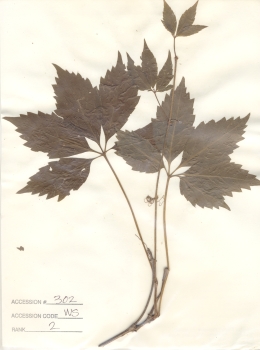 primary herbarium image