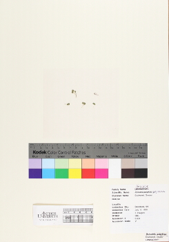 primary herbarium image
