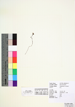 primary herbarium image