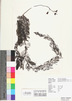 primary herbarium image