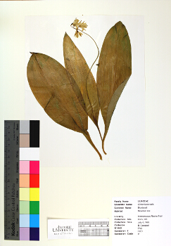 primary herbarium image