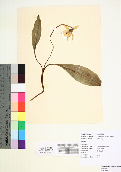 primary herbarium image