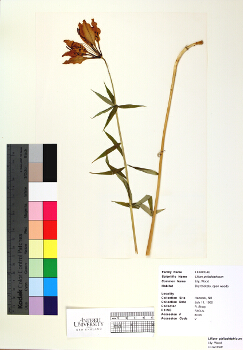 primary herbarium image