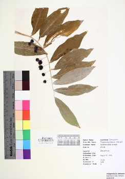 primary herbarium image
