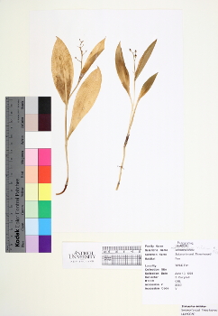 primary herbarium image