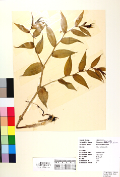 primary herbarium image