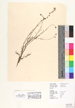 primary herbarium image
