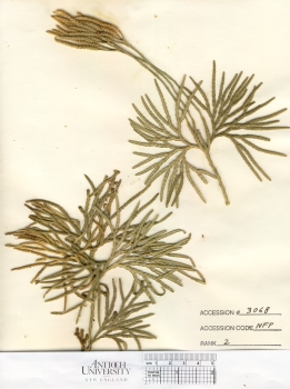 primary herbarium image