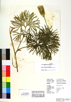 primary herbarium image