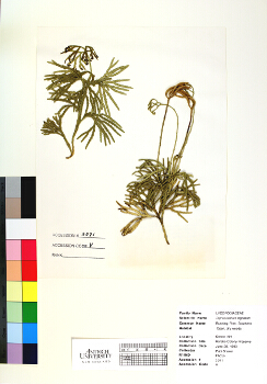 primary herbarium image