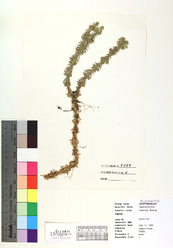 primary herbarium image