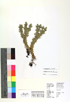 primary herbarium image