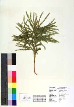 primary herbarium image