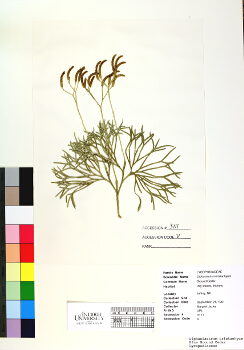 primary herbarium image