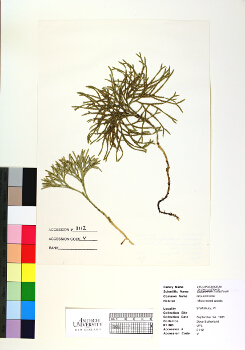 primary herbarium image