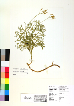 primary herbarium image