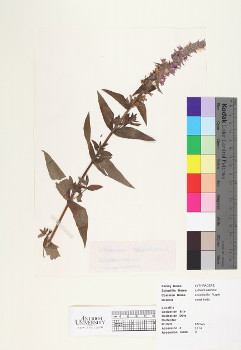 primary herbarium image