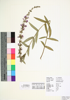 primary herbarium image