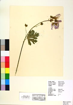 primary herbarium image