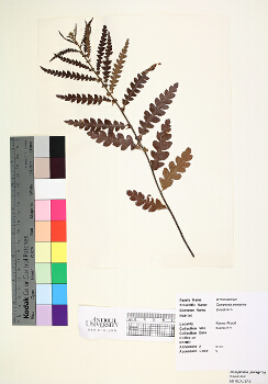 primary herbarium image