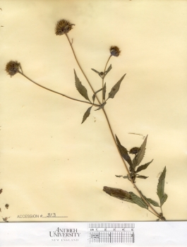 primary herbarium image