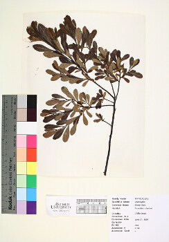 primary herbarium image