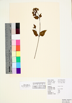 primary herbarium image