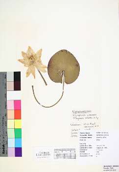 primary herbarium image