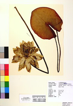 primary herbarium image