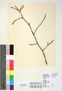 primary herbarium image