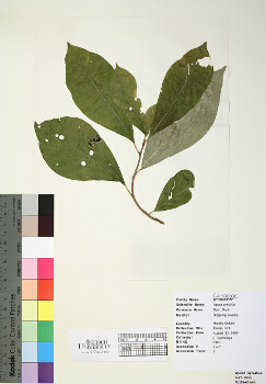 primary herbarium image