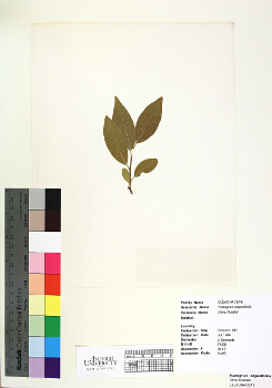 primary herbarium image