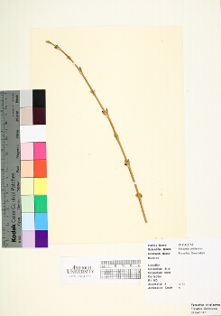 primary herbarium image